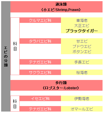 エビ分類